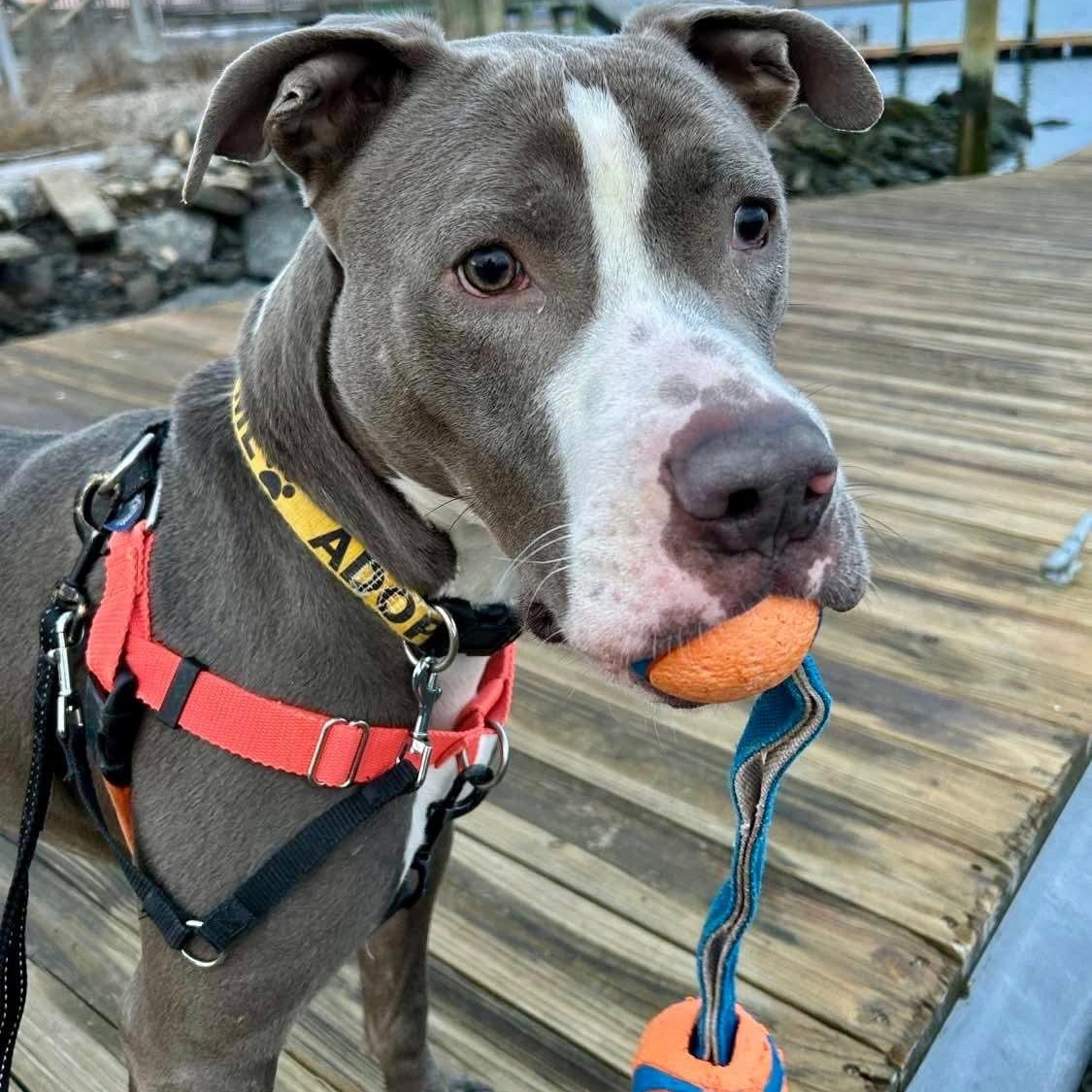 Chucky, ADOPTABLE, Young Male Pit Bull Terrier.