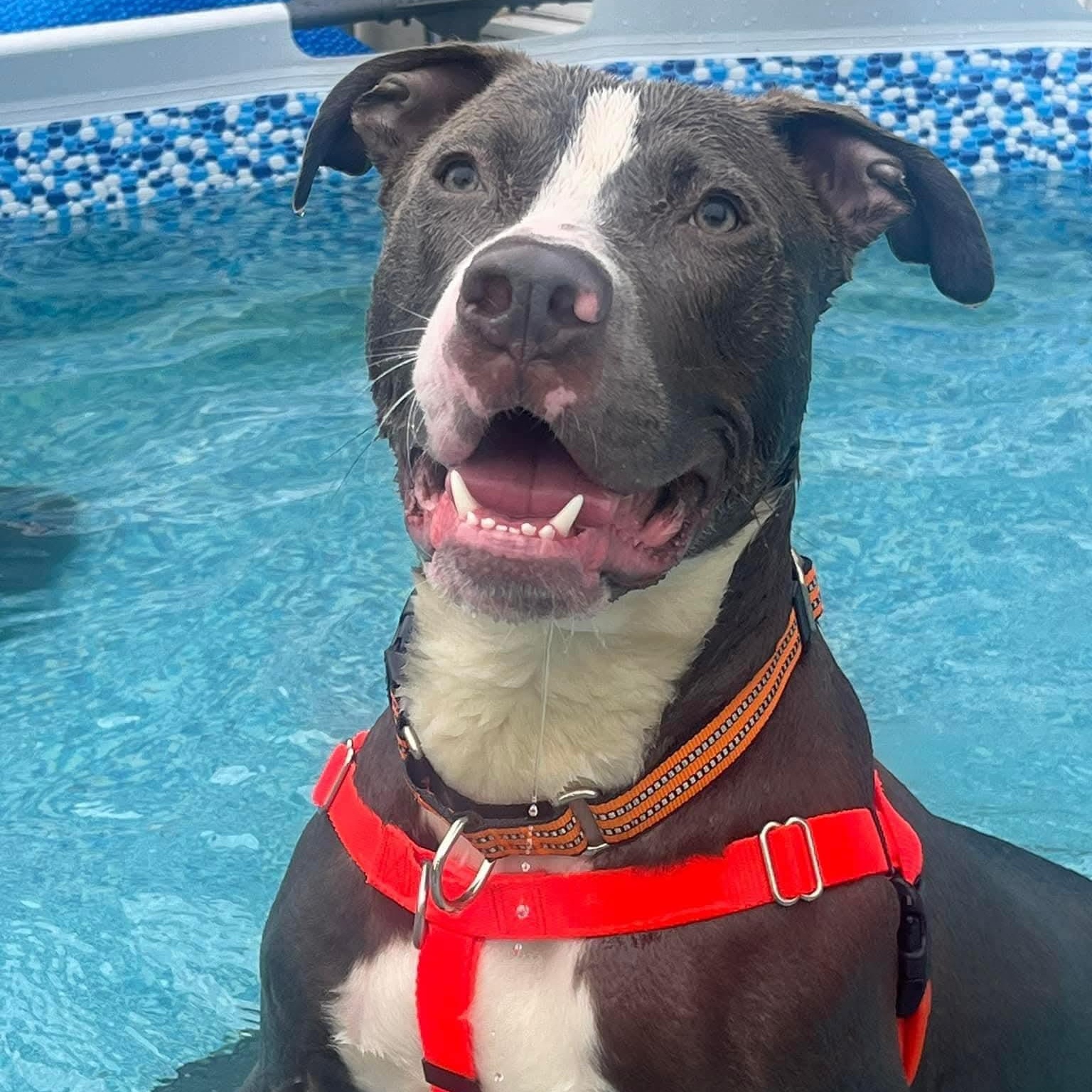 Enlarge Chucky, a ADOPTABLE mixed breed in Stratford, CT image 4/5