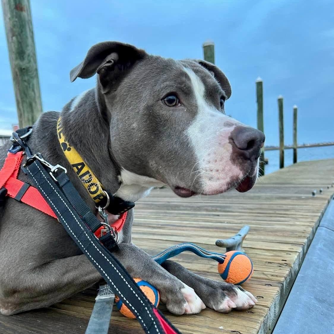 Enlarge Chucky, a ADOPTABLE mixed breed in Stratford, CT image 5/5