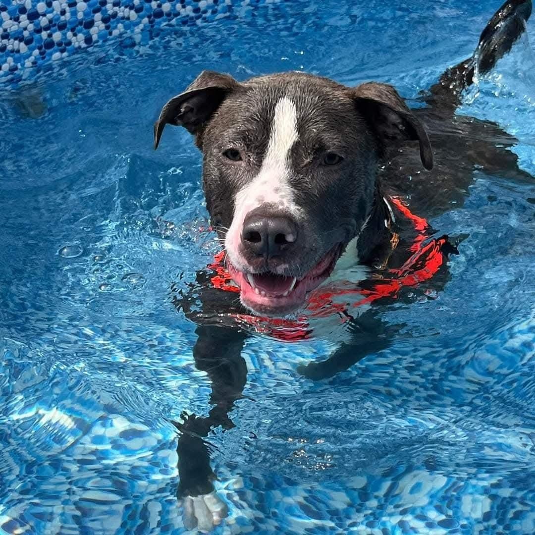 Enlarge Chucky, a ADOPTABLE mixed breed in Stratford, CT image 3/5