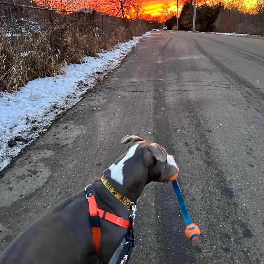 Enlarge Chucky, a ADOPTABLE mixed breed in Stratford, CT image 2/5