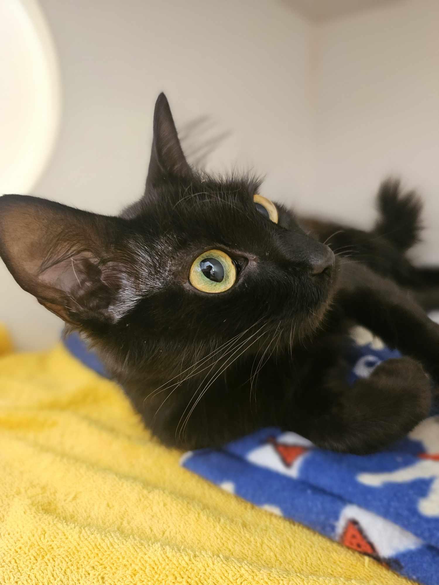 Misty, an adoptable Domestic Medium Hair in Grants Pass, OR, 97526 | Photo Image 2