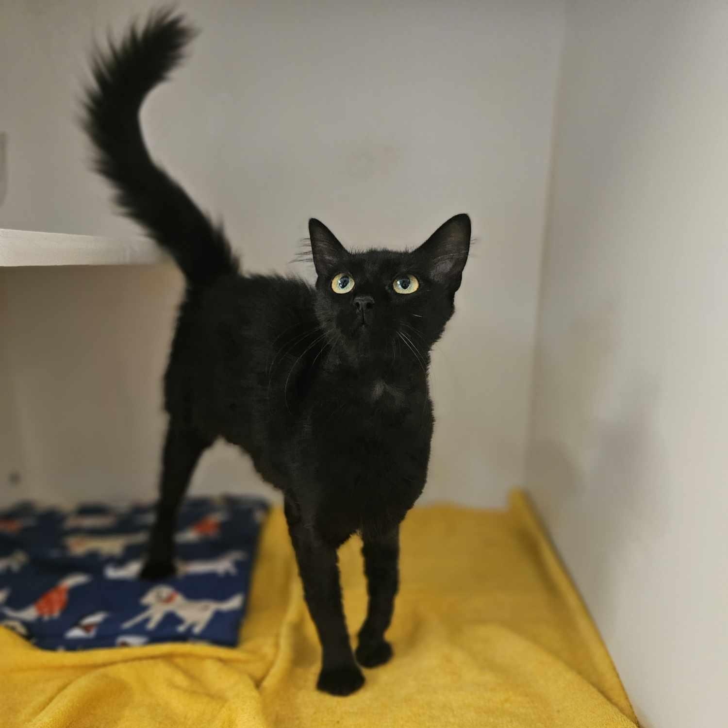 Misty, an adoptable Domestic Medium Hair in Grants Pass, OR, 97526 | Photo Image 1