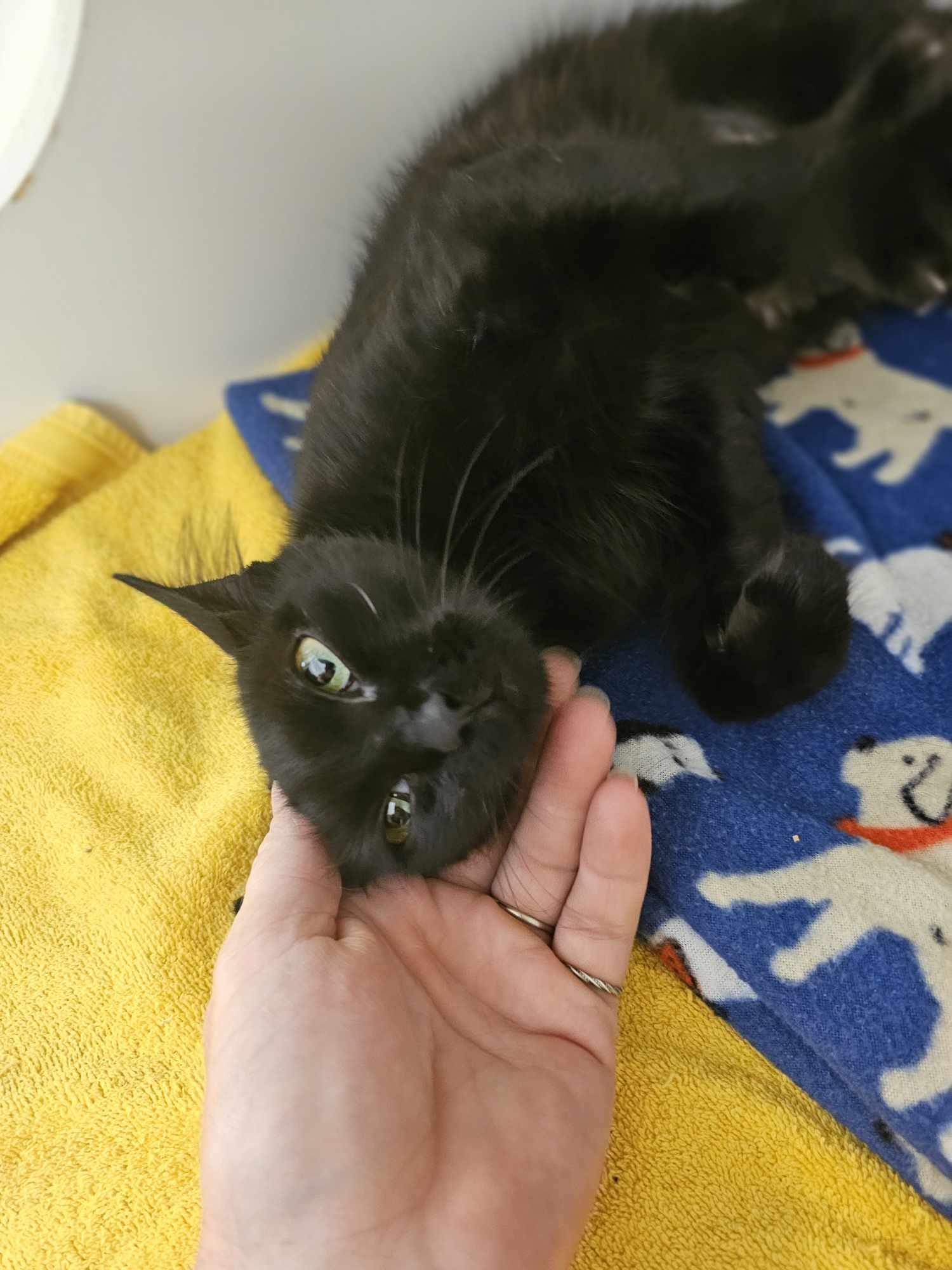 Misty, an adoptable Domestic Medium Hair in Grants Pass, OR, 97526 | Photo Image 3