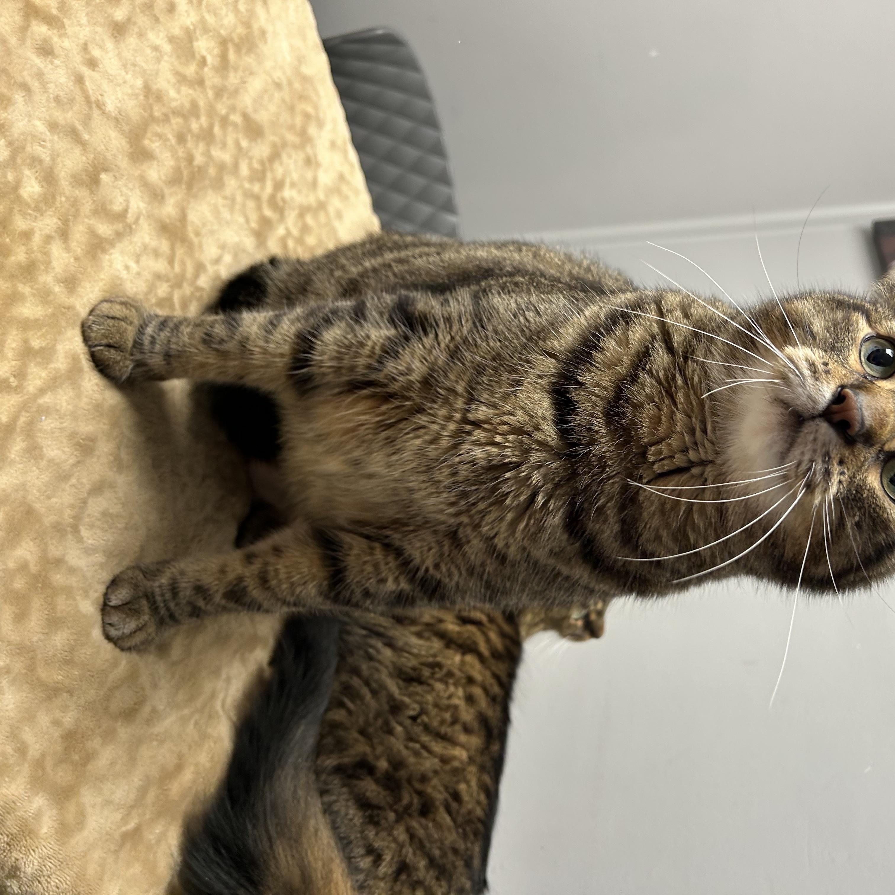 Athena & Apollo, a ADOPTABLE Domestic Medium Hair in Walker, MI image 4/5