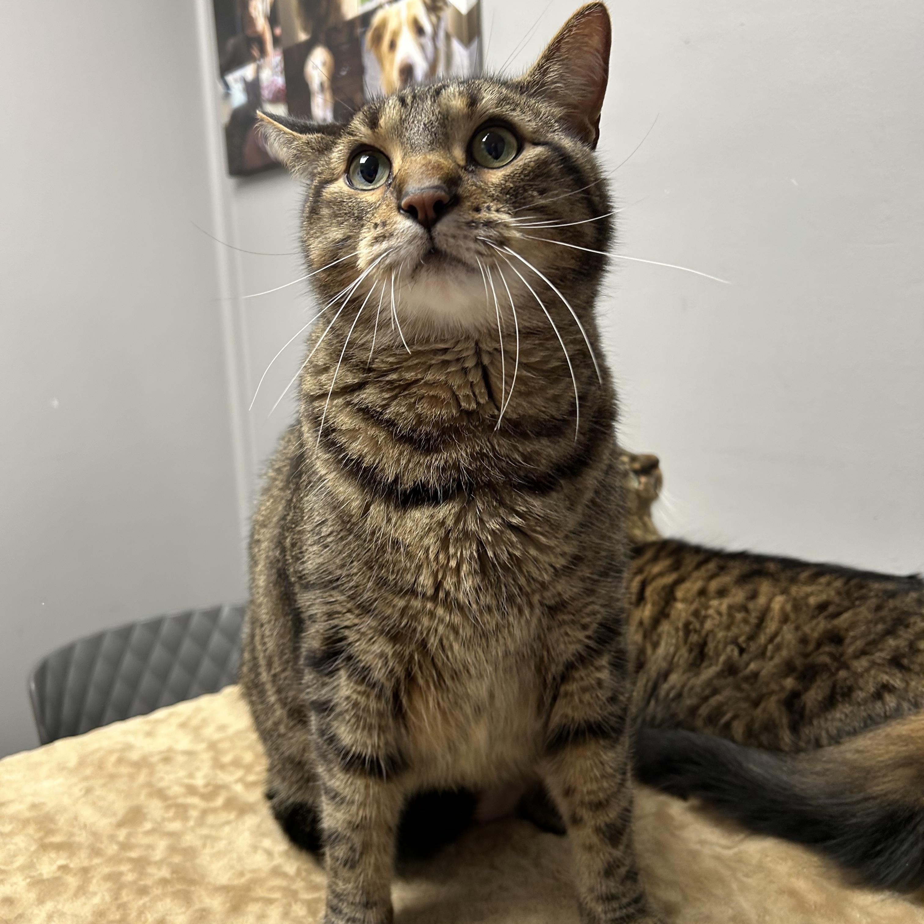 Athena & Apollo, a ADOPTABLE Domestic Medium Hair in Walker, MI image 4/5