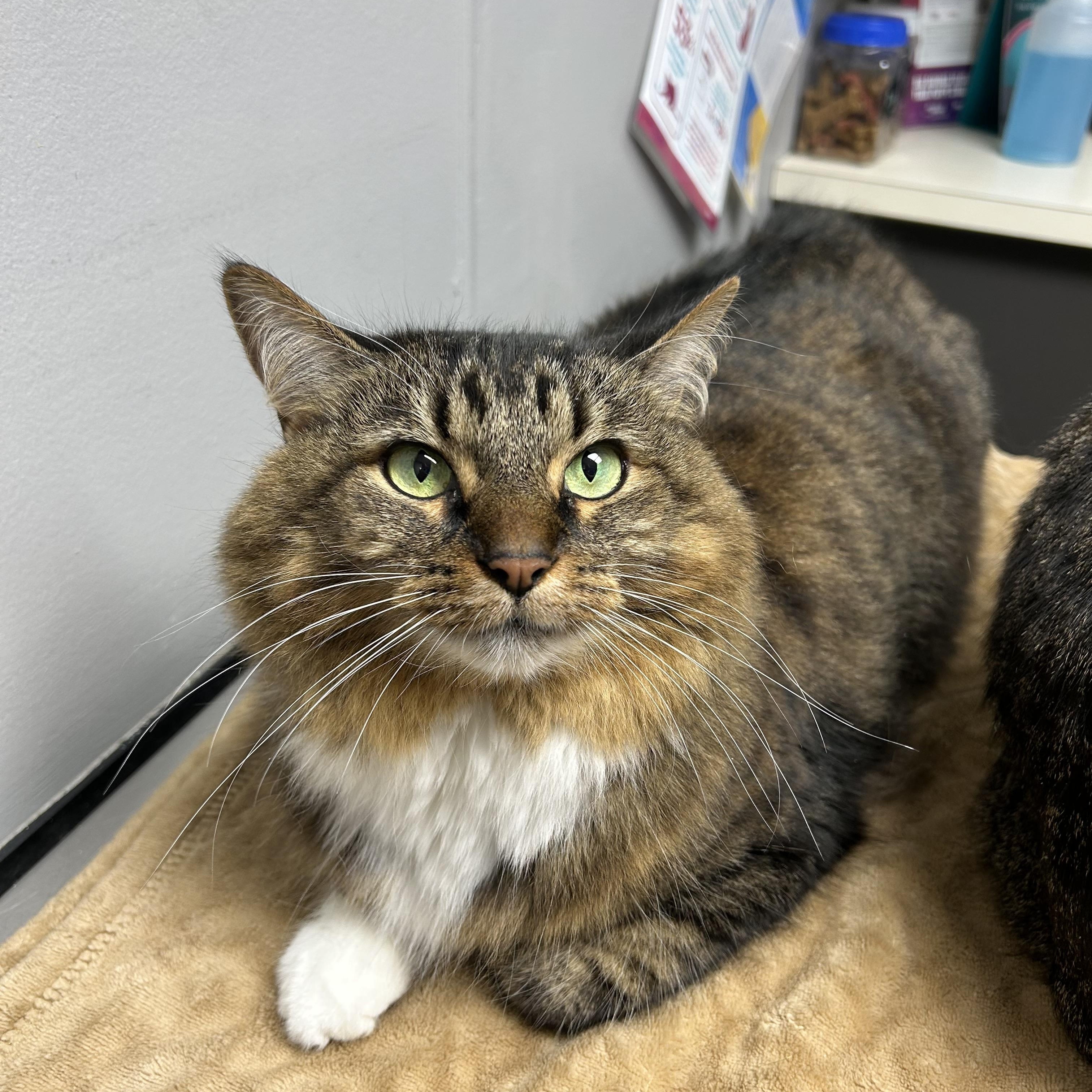 Athena & Apollo, a ADOPTABLE Domestic Medium Hair in Walker, MI image 5/5