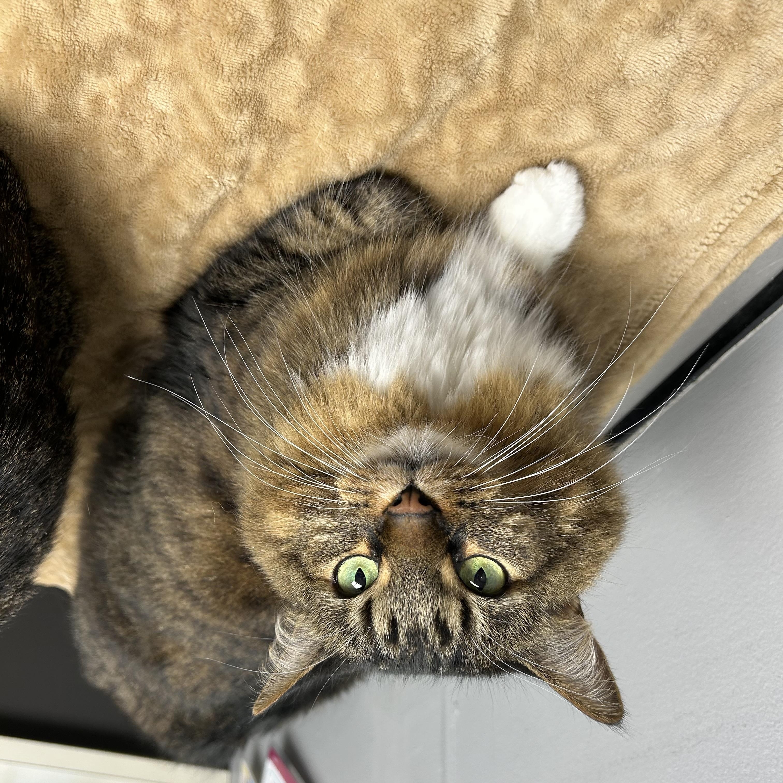 Athena & Apollo, a ADOPTABLE Domestic Medium Hair in Walker, MI image 5/5