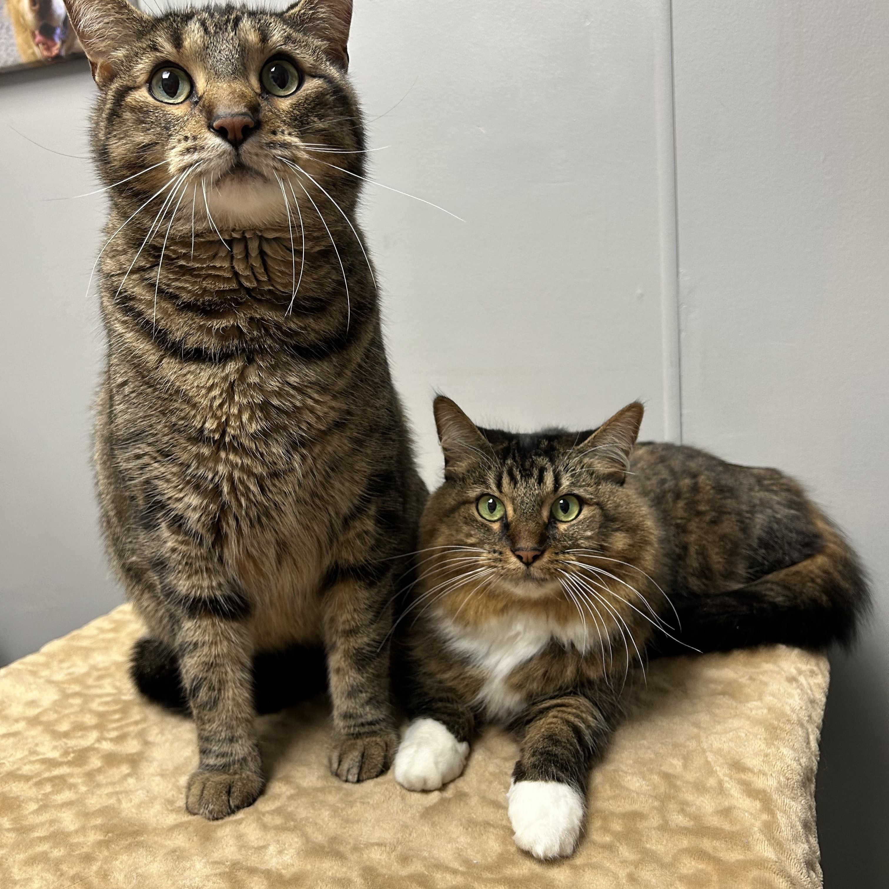 Athena & Apollo, a ADOPTABLE Domestic Medium Hair in Walker, MI image 2/5