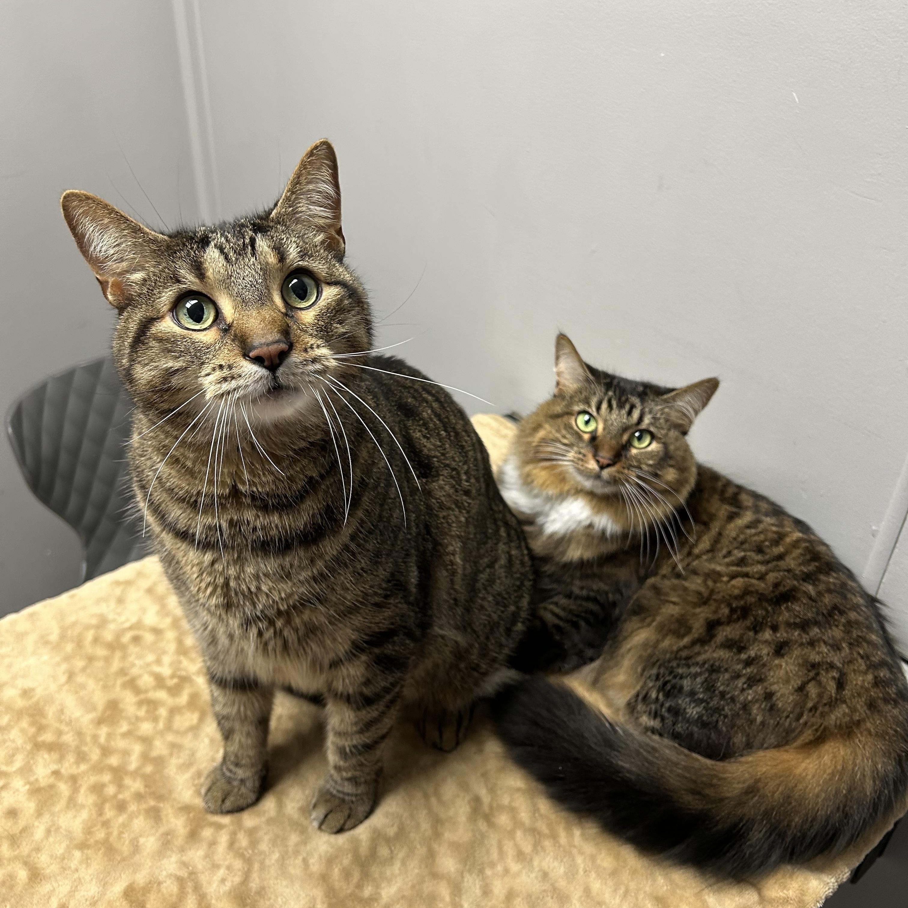 Athena & Apollo, a ADOPTABLE Domestic Medium Hair in Walker, MI image 3/5