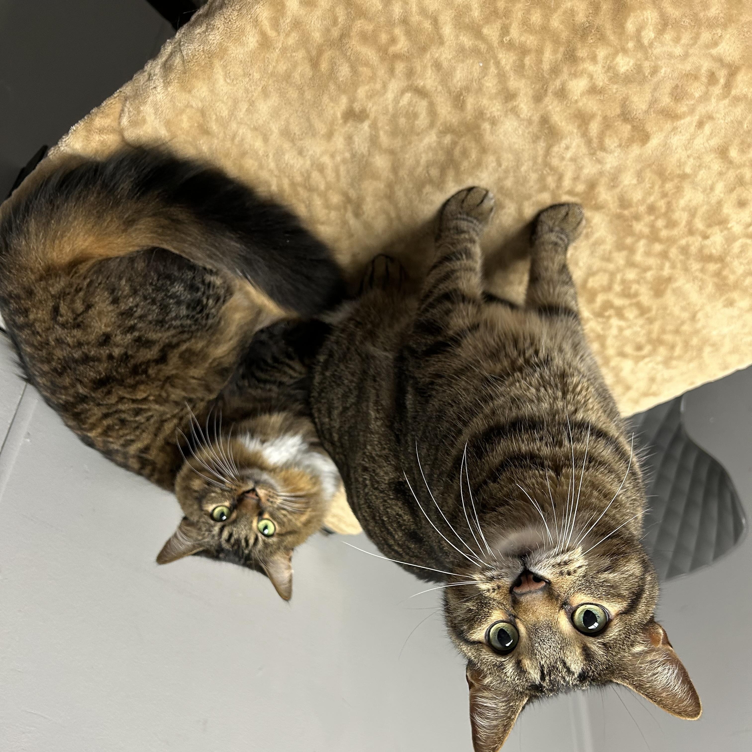 Athena & Apollo, a ADOPTABLE Domestic Medium Hair in Walker, MI image 3/5