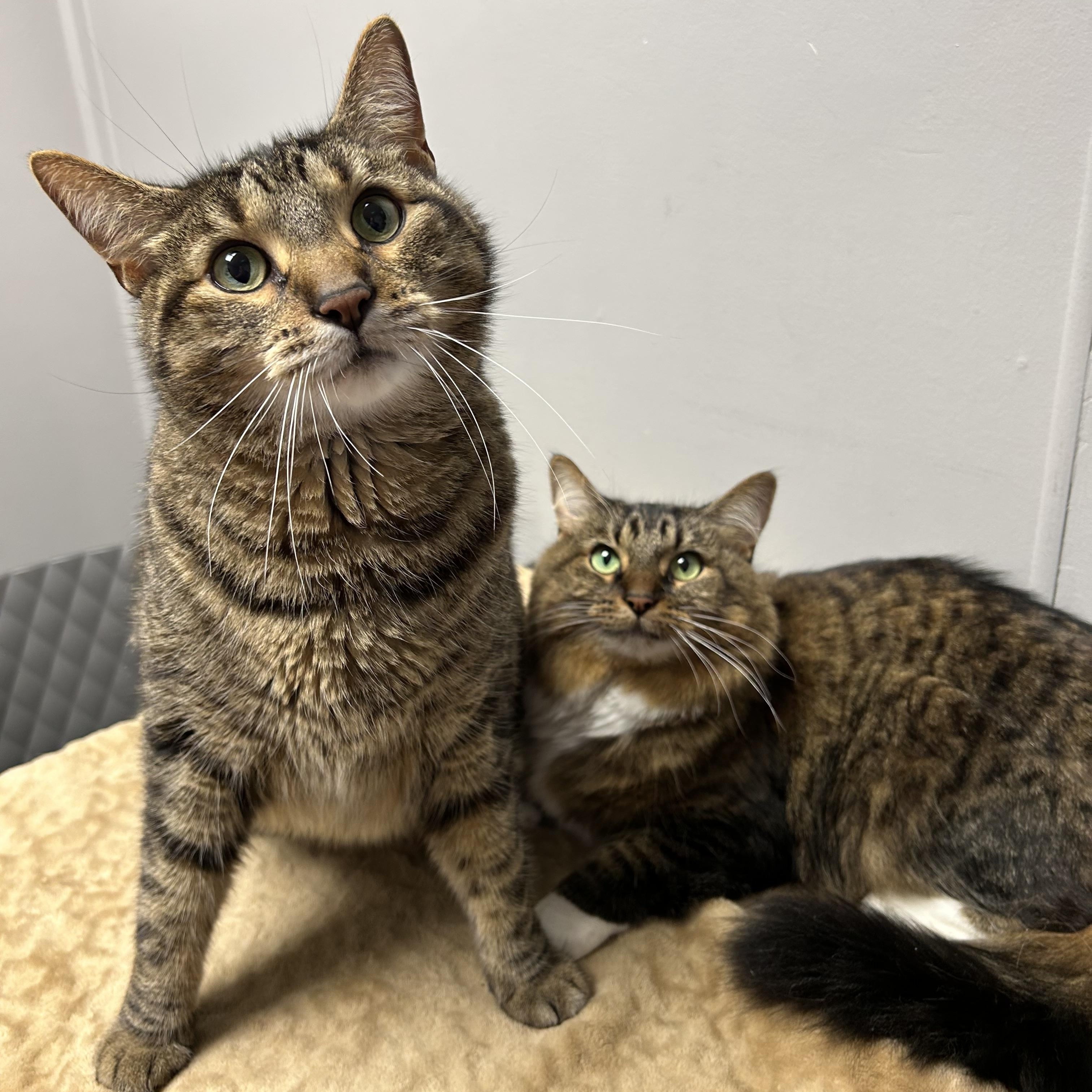 Athena & Apollo, ADOPTABLE, Adult Male Domestic Medium Hair.