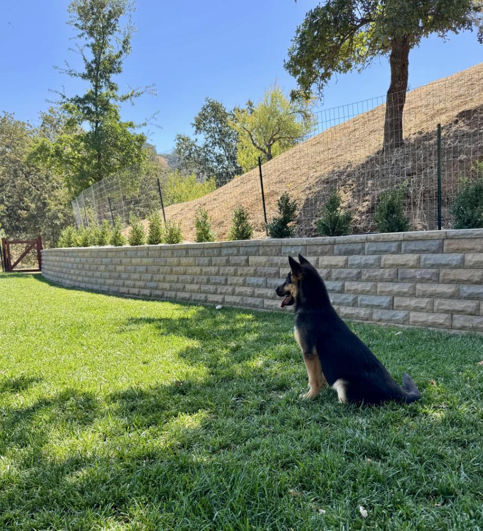 Enlarge Bear, a ADOPTABLE mixed breed in Vacaville, CA image 4/4
