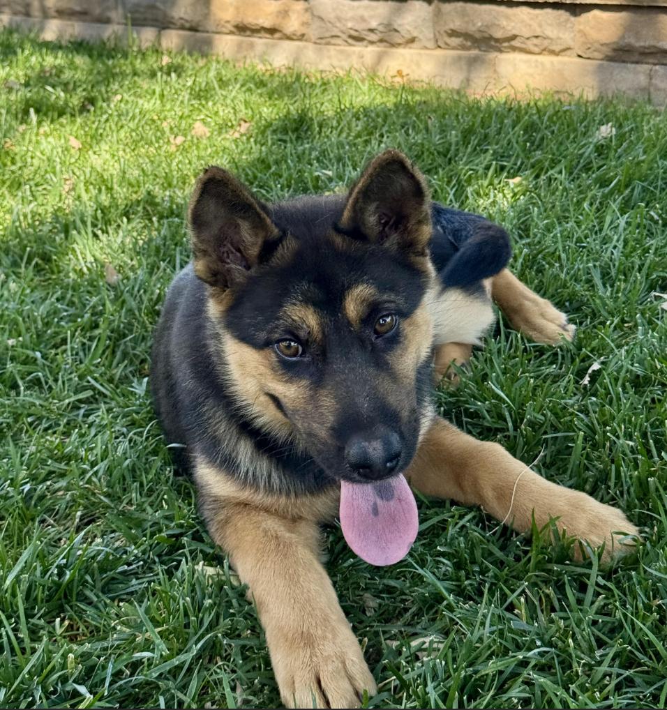 Bear, ADOPTABLE, Puppy Male German Shepherd Dog.