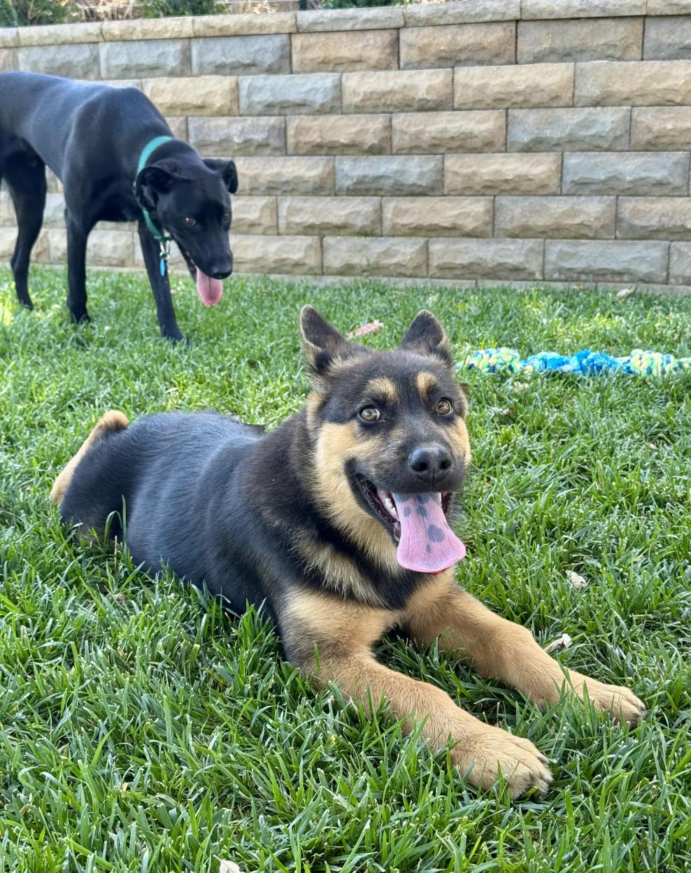 Enlarge Bear, a ADOPTABLE mixed breed in Vacaville, CA image 2/4