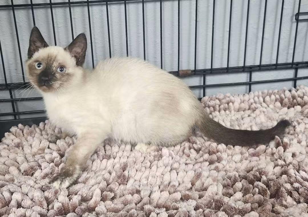 Meezy, Adoptable, Kitten Female Siamese & Domestic Short Hair.