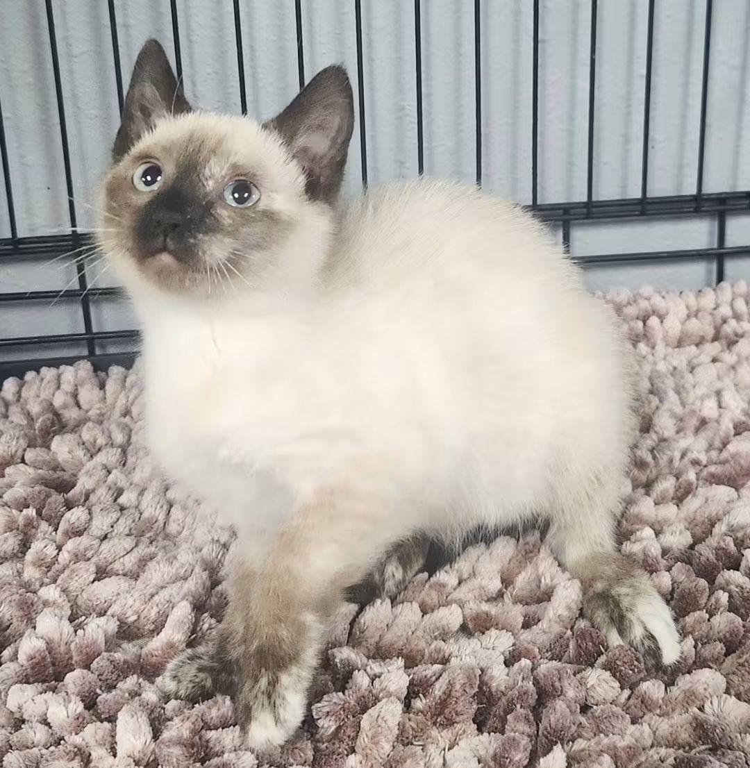 Enlarge Meezy, a Adoptable mixed breed in Keokuk, IA image 2/3