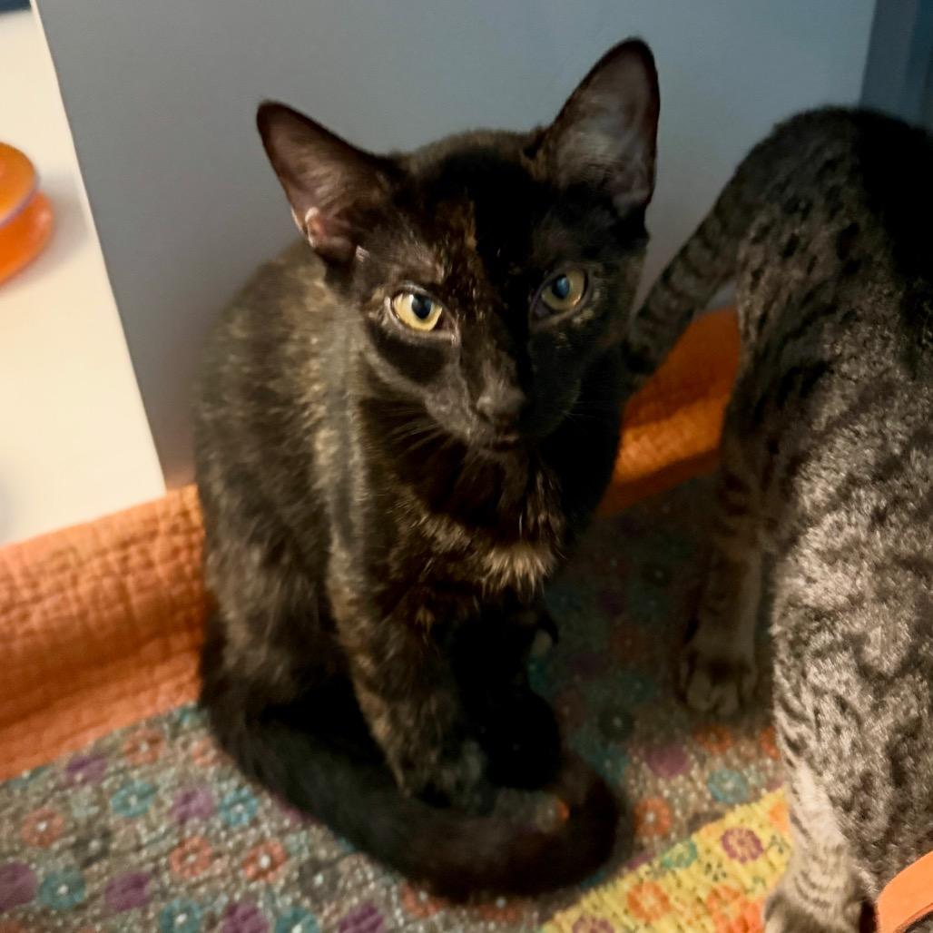 Jimmy Shoes, Adoptable, Kitten Female Domestic Short Hair & Domestic Short Hair.