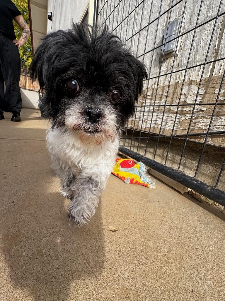 Enlarge Cindy Lou, a Adoptable Shih Tzu in Reno, NV image 2/4