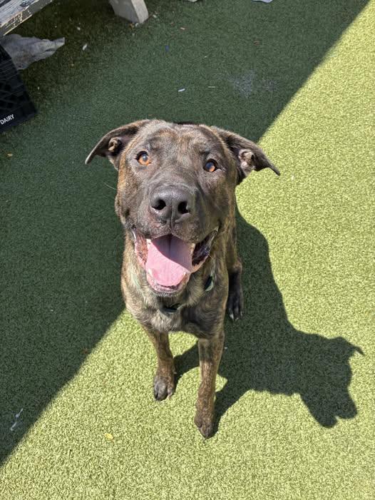 Enlarge Sizzle, an adopted Mastiff in Binghamton, NY image 1/1