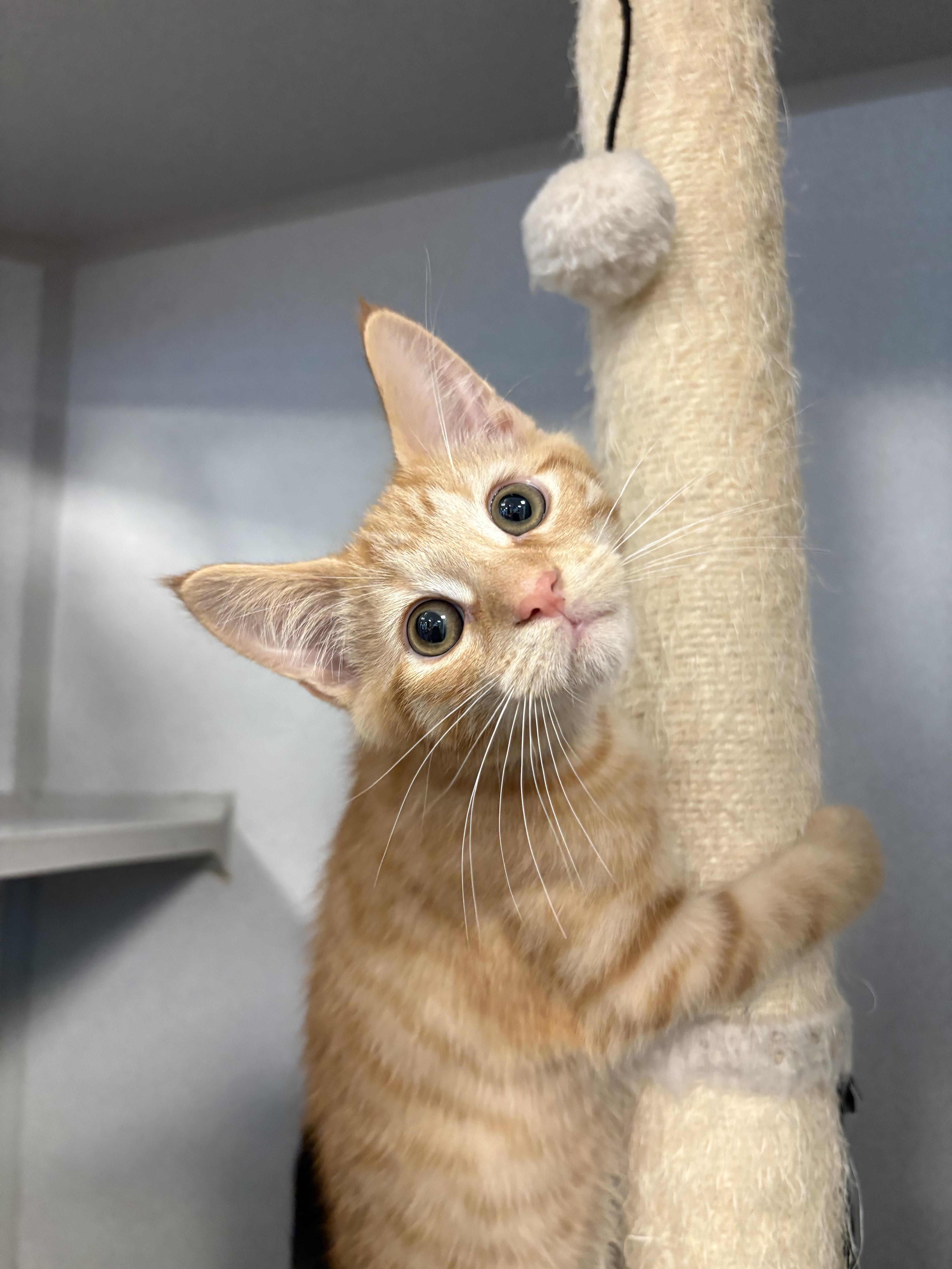 Squiggy, ADOPTABLE, Kitten Male Domestic Short Hair.