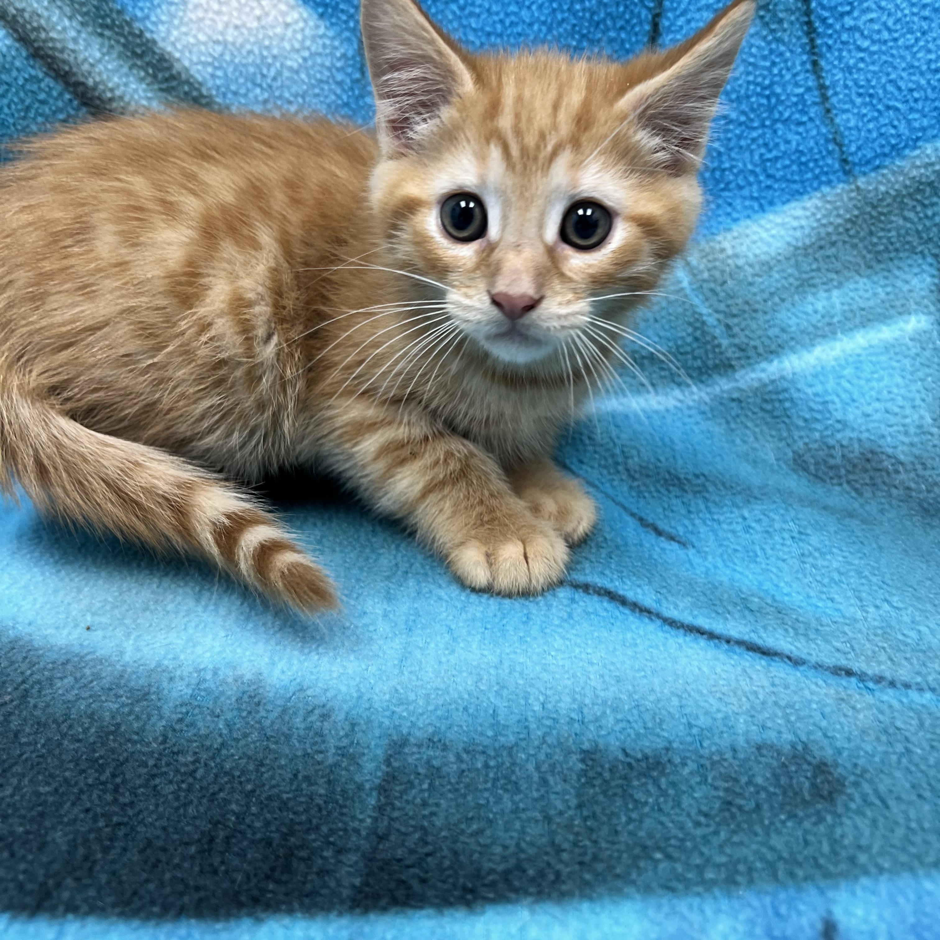 Squiggy, a ADOPTABLE Domestic Short Hair in Bear, DE image 2/3