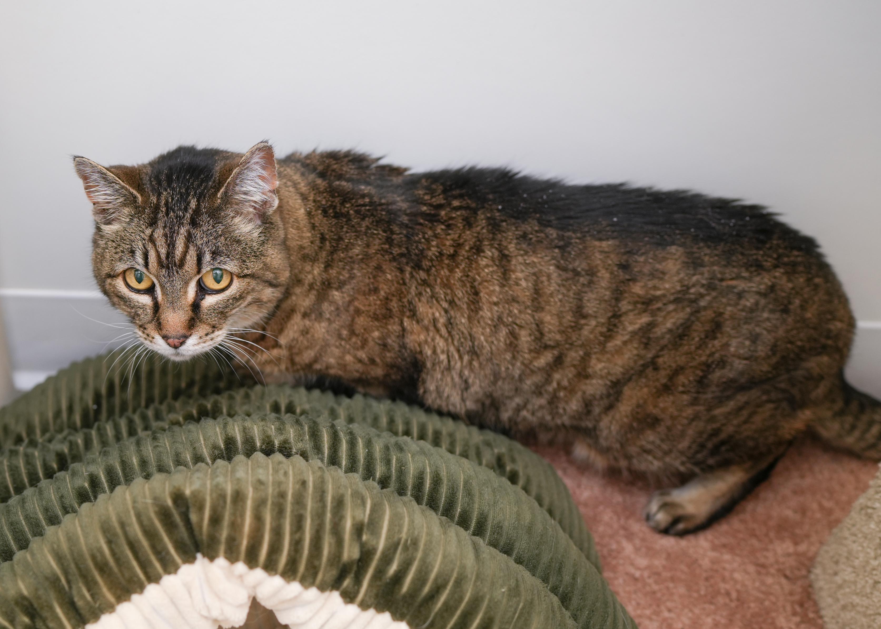 Rooster, an adoptable Domestic Short Hair in Boise, ID, 83709 | Photo Image 2