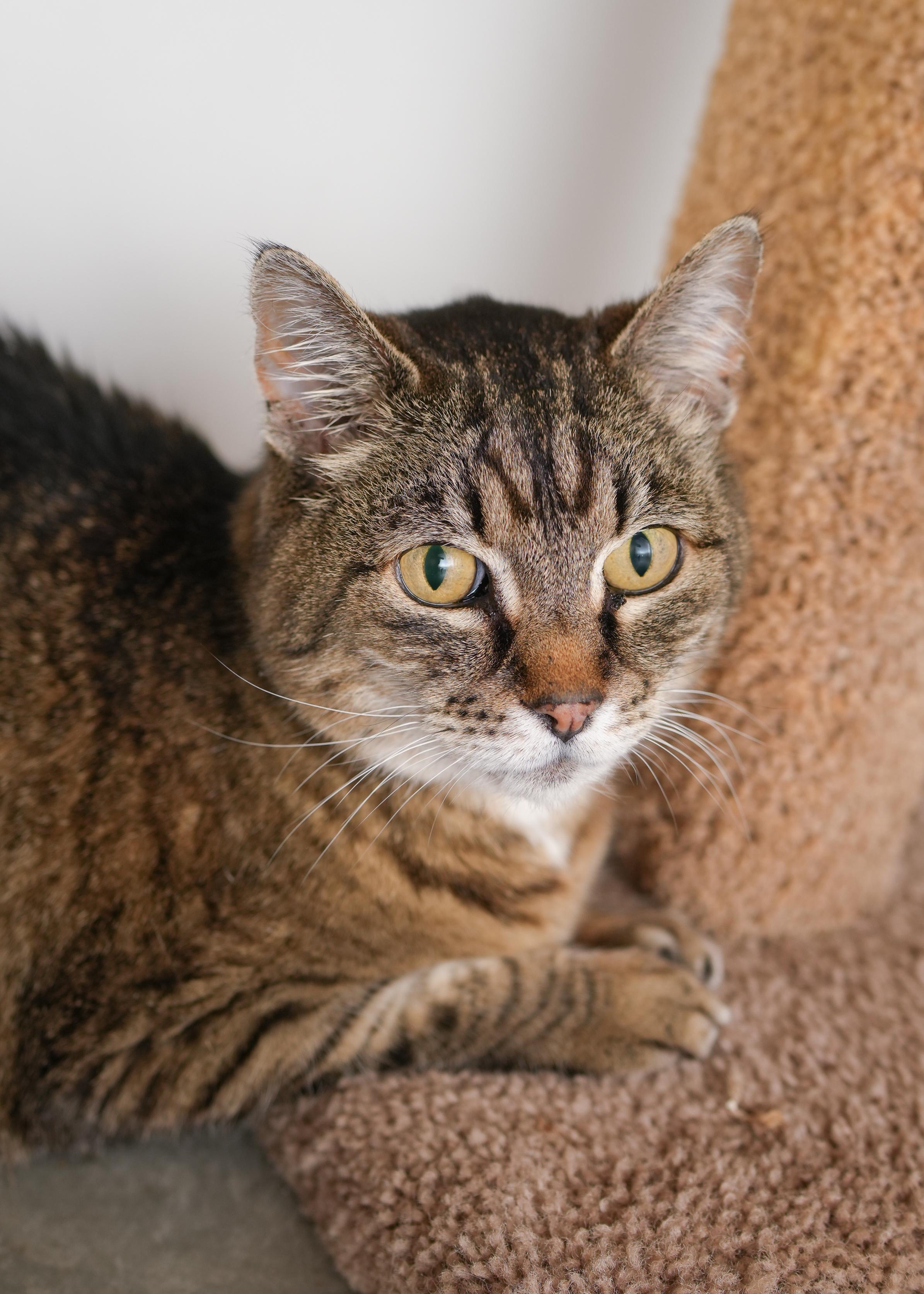 Rooster, an adoptable Domestic Short Hair in Boise, ID, 83709 | Photo Image 1