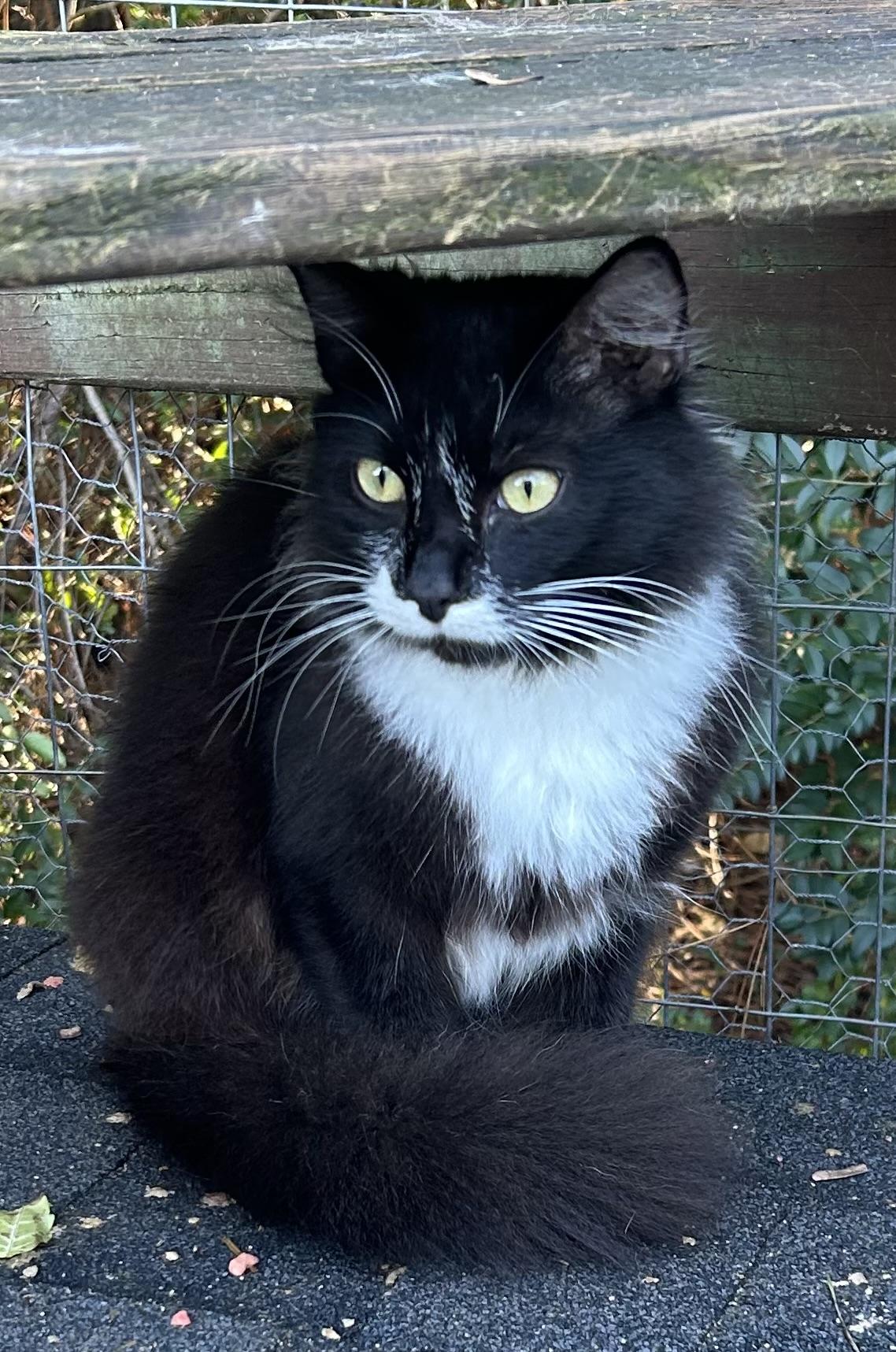 Rylan, a Adoptable Tuxedo in Bridgeton, NC image 1/3