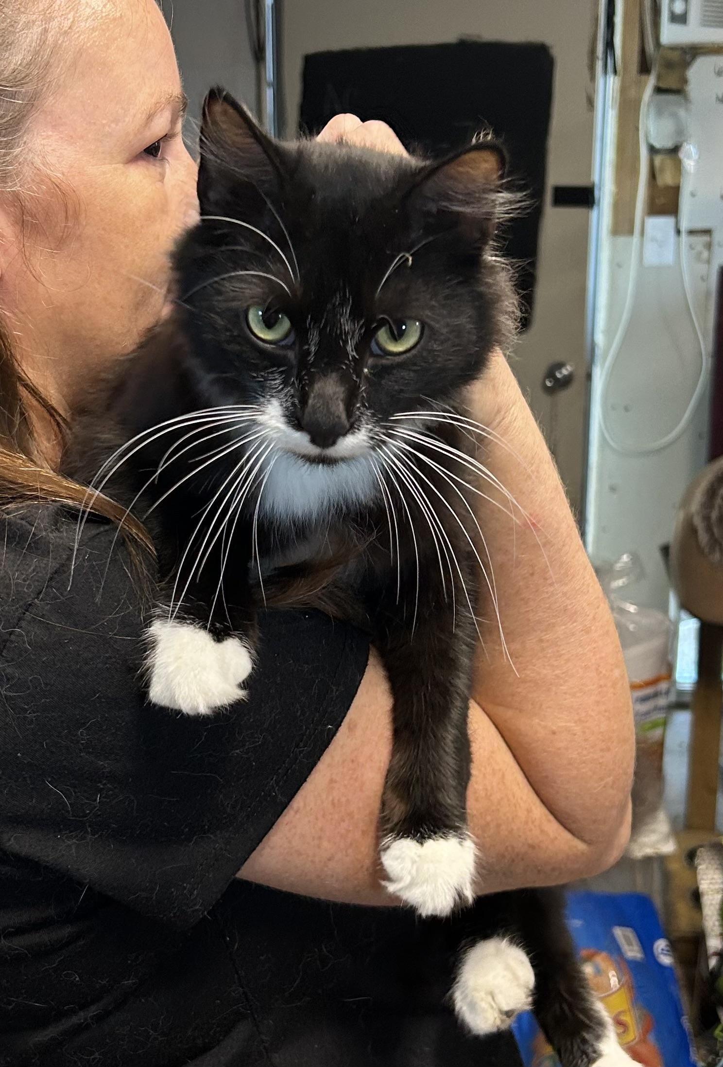 Rylan, Adoptable, Adult Male Tuxedo.