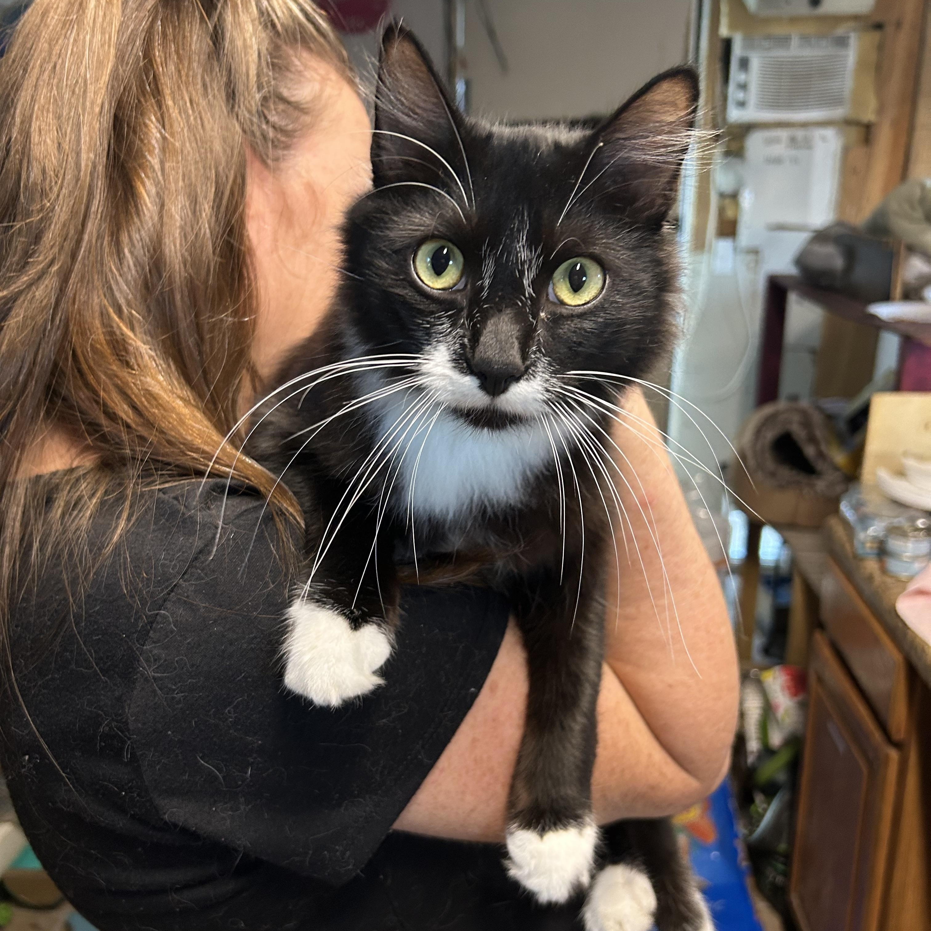 Rylan, a Adoptable Tuxedo in Bridgeton, NC image 3/3