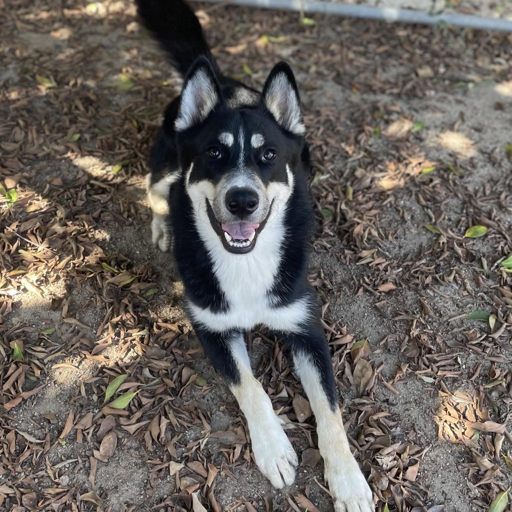 Blinky, Adoptable, Adult Male Siberian Husky & Mixed Breed.