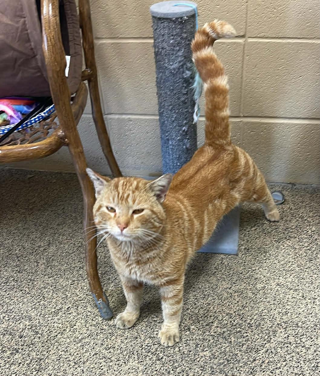 Sherbet, an adopted Domestic Short Hair in Fort Payne, AL image 2/2