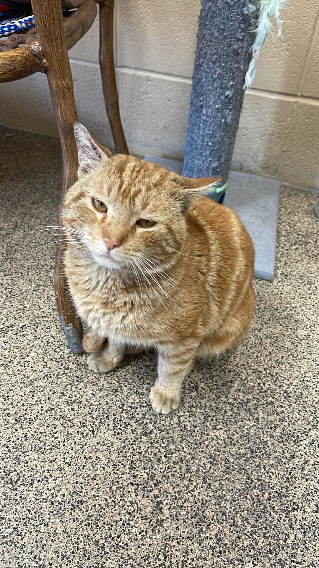 Sherbet, an adopted Domestic Short Hair in Fort Payne, AL image 1/2