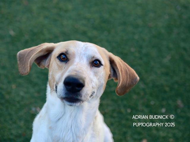 WHEATLEY, Adoptable, Young Male Mixed Breed.