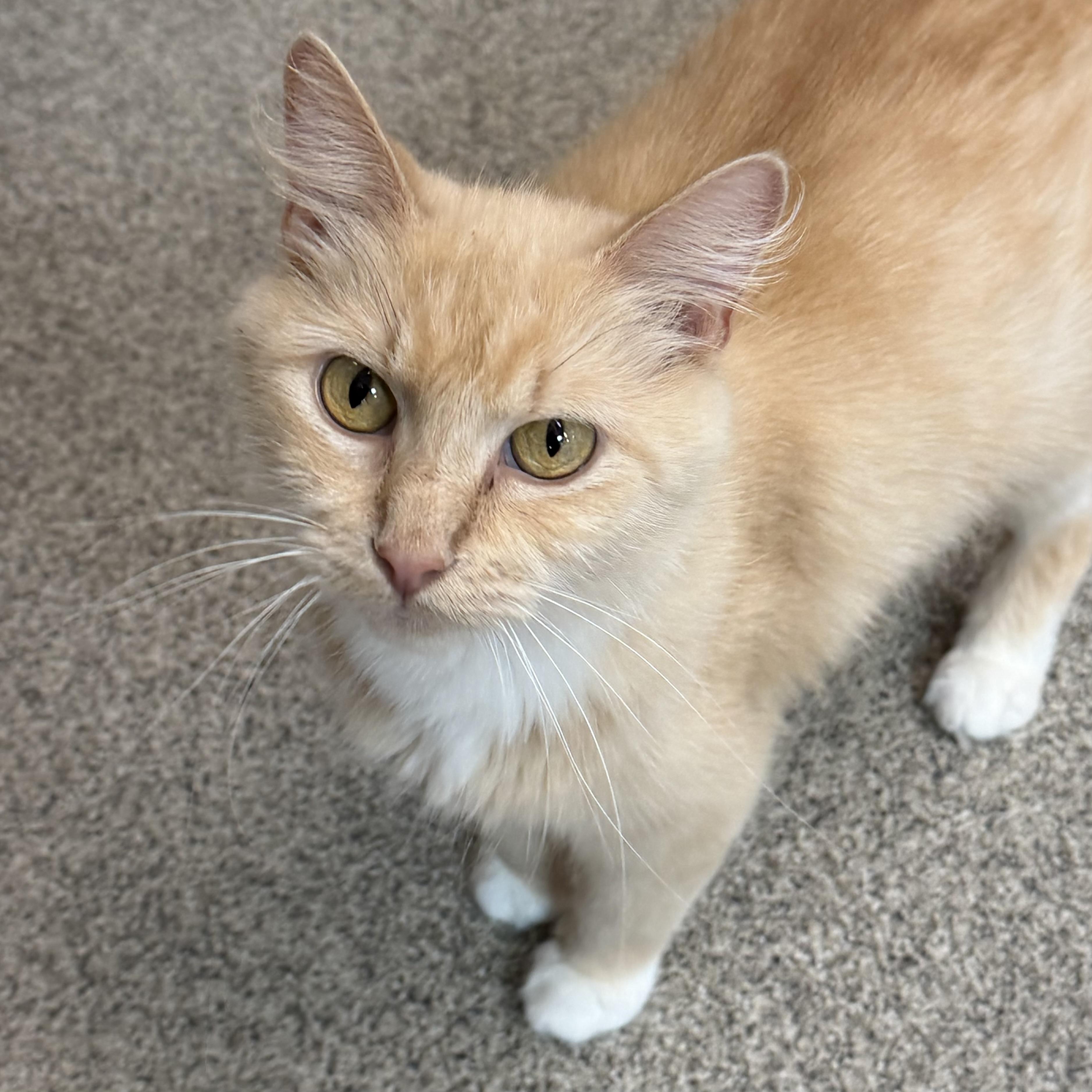 Lily, adoptable, Adult Female Domestic Short Hair.