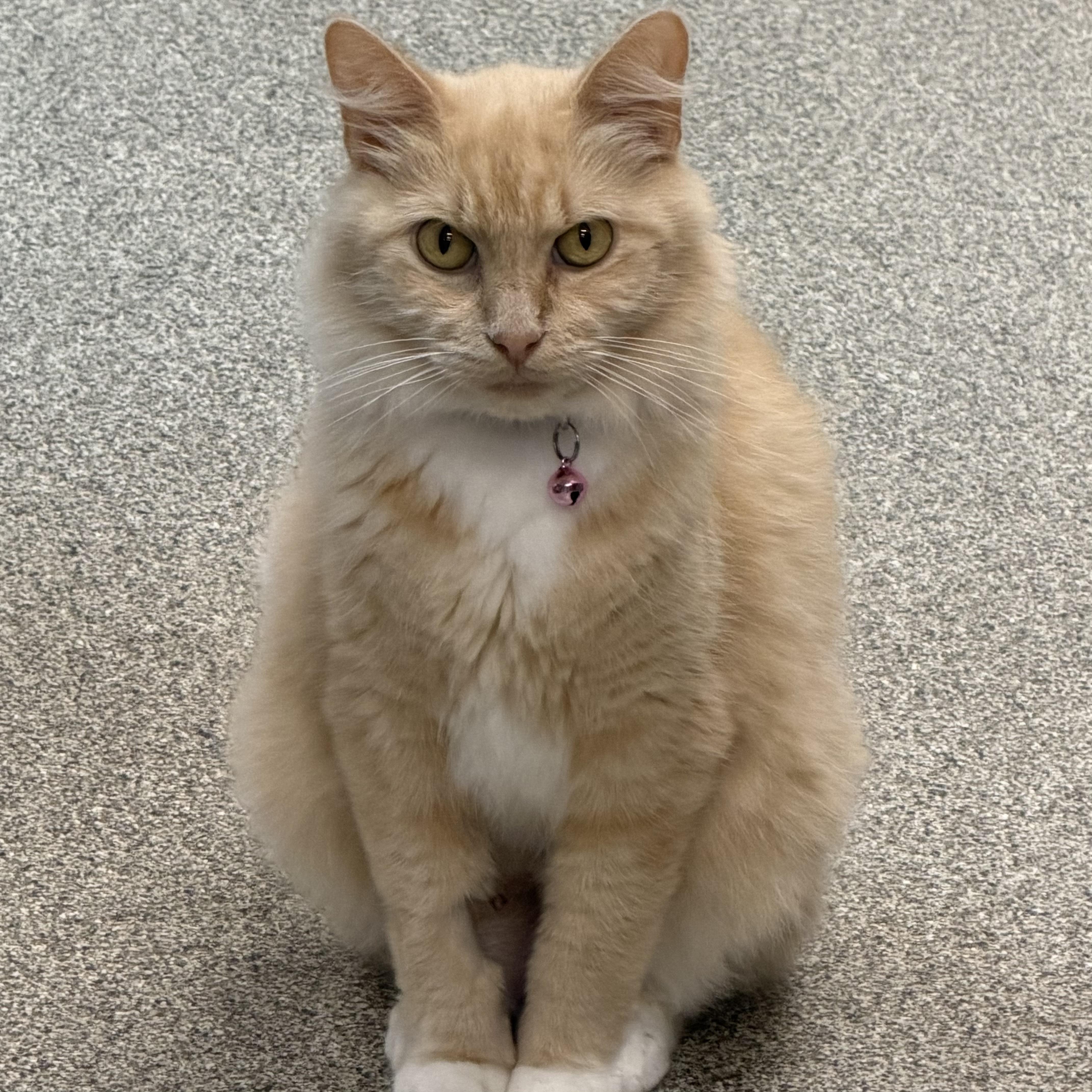 Enlarge Lily, an adoptable mixed breed in Libertyville, IL image 2/3
