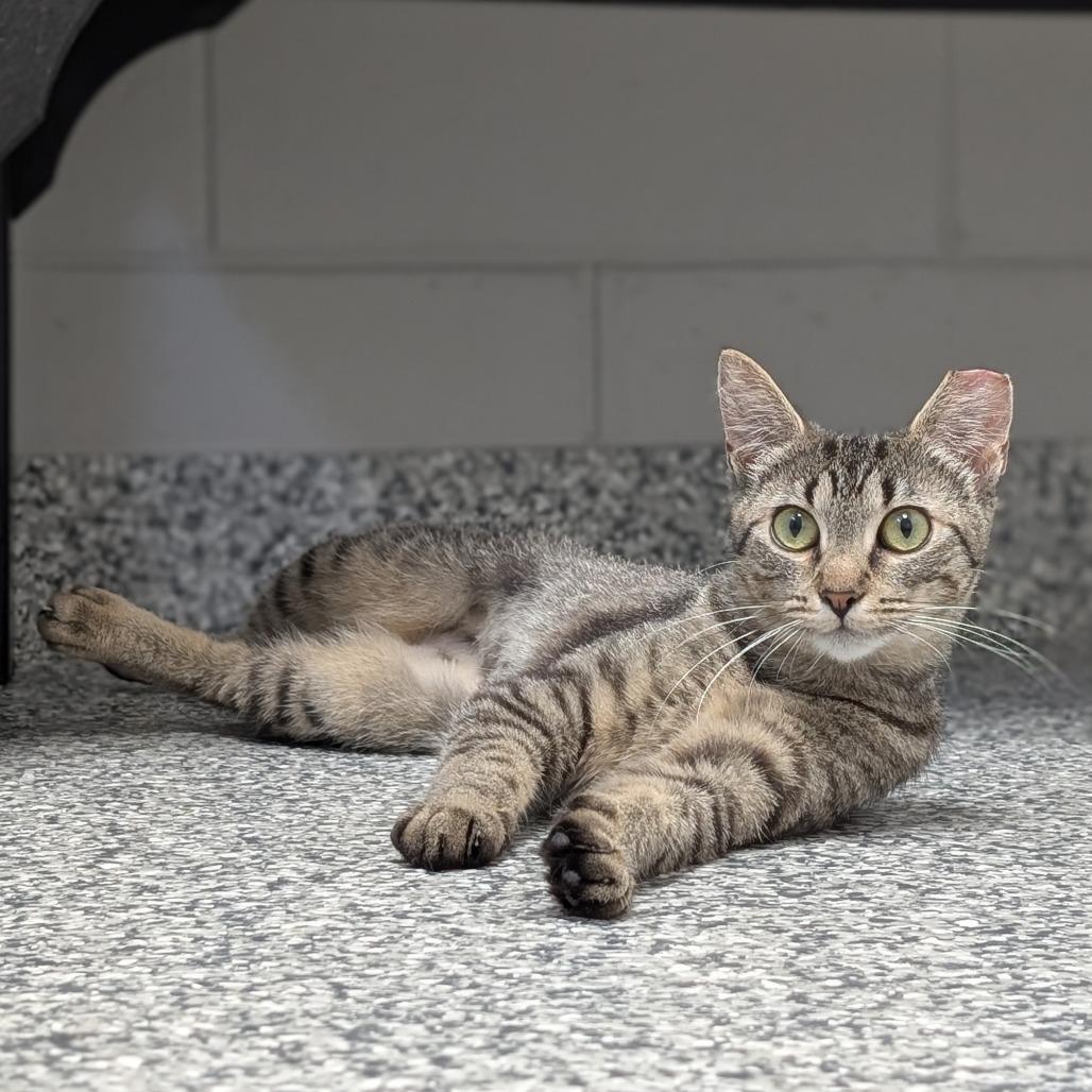 Laika, a Adoptable Domestic Short Hair in Brookfield, WI image 1/6