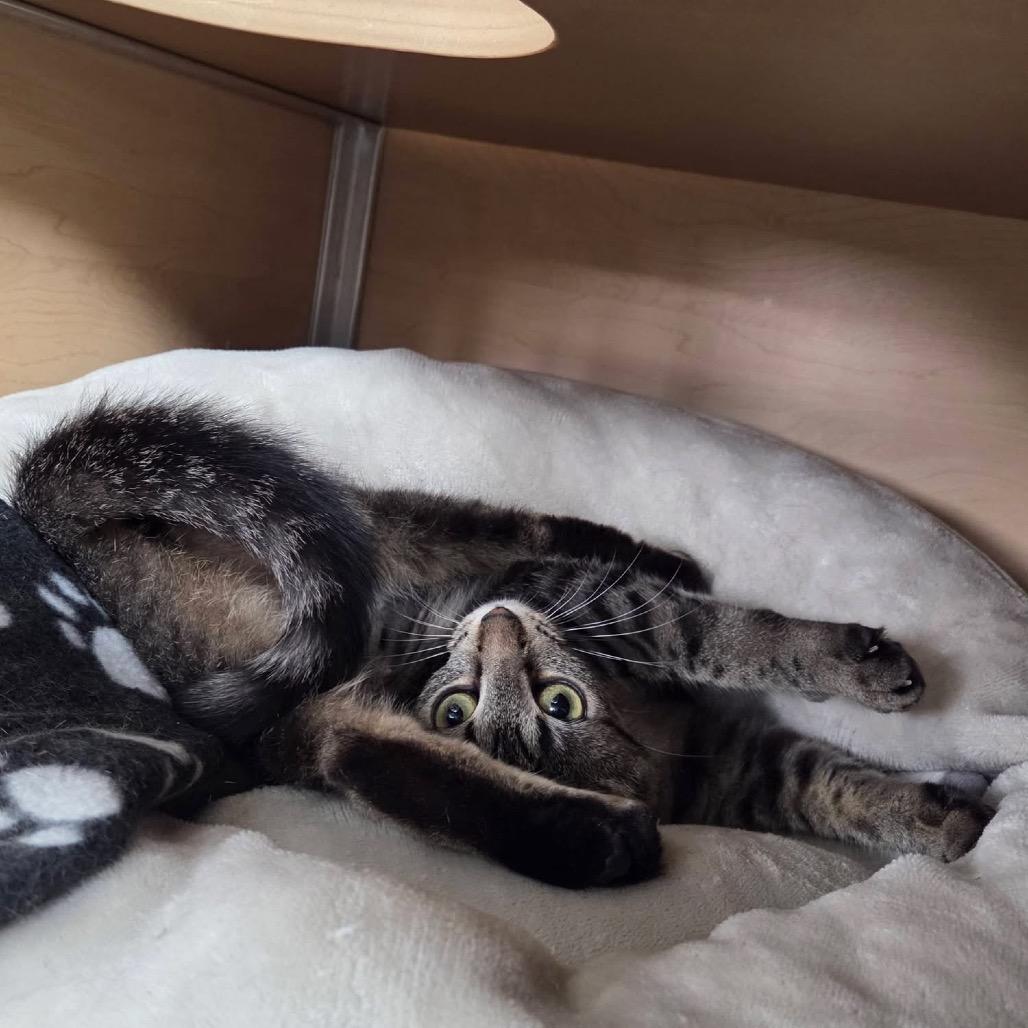 Laika, Adoptable, Young Female Domestic Short Hair.