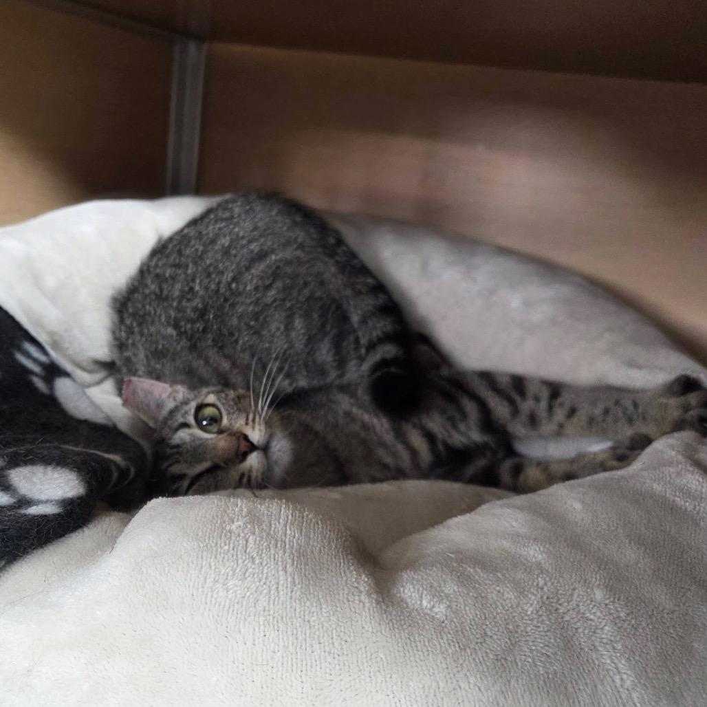 Laika, a Adoptable Domestic Short Hair in Brookfield, WI image 3/6