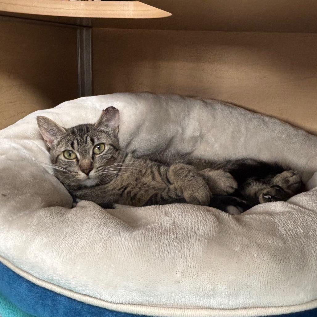 Laika, a Adoptable Domestic Short Hair in Brookfield, WI image 4/6