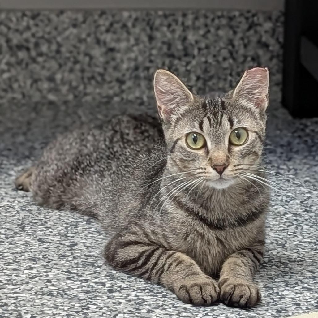 Laika, a Adoptable Domestic Short Hair in Brookfield, WI image 4/6