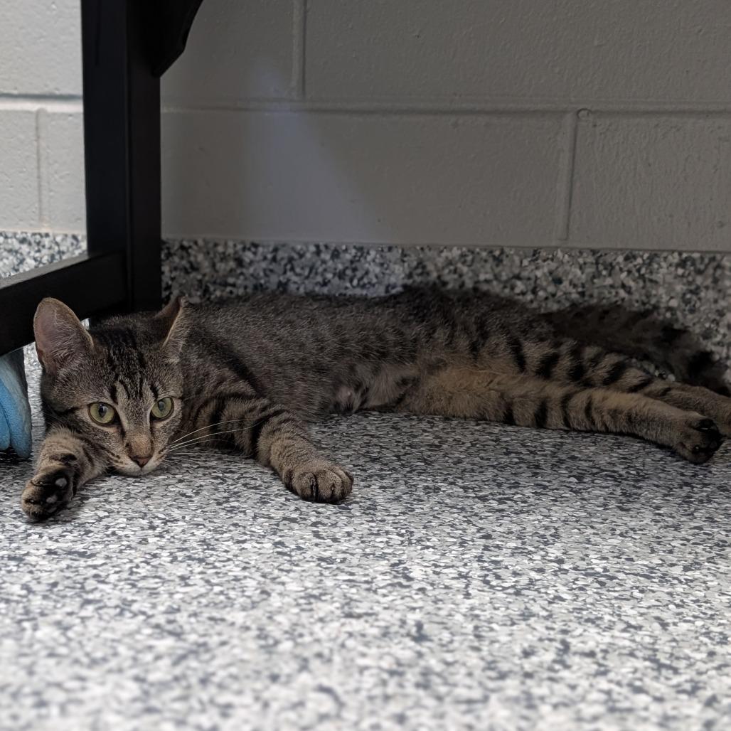 Laika, a Adoptable Domestic Short Hair in Brookfield, WI image 5/6