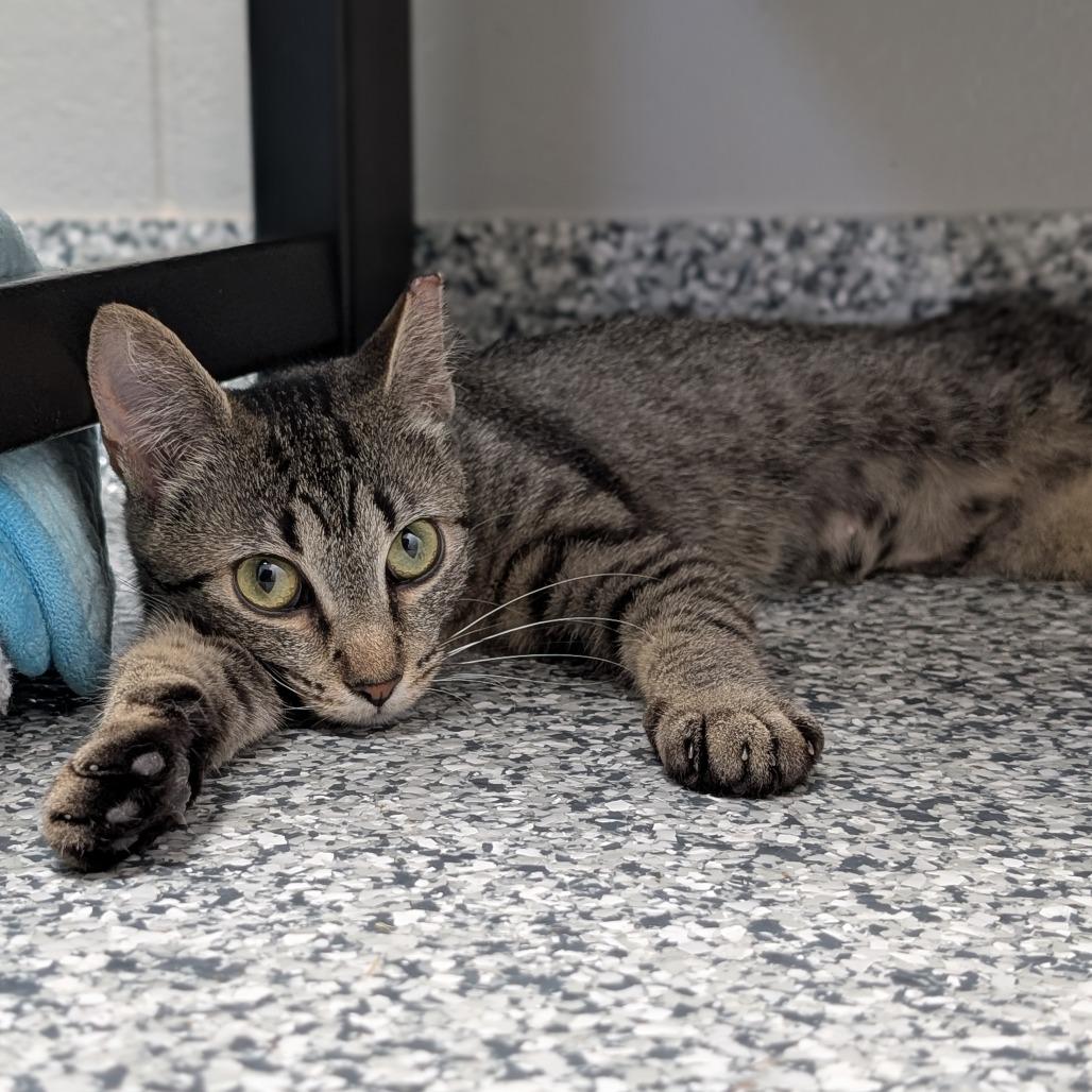Laika, a Adoptable Domestic Short Hair in Brookfield, WI image 5/6