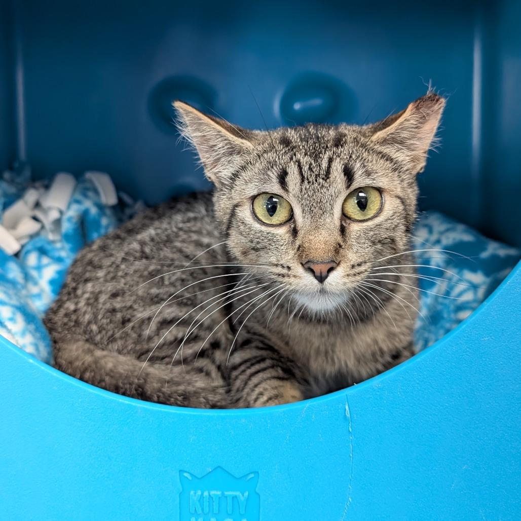 Laika, a Adoptable Domestic Short Hair in Brookfield, WI image 6/6