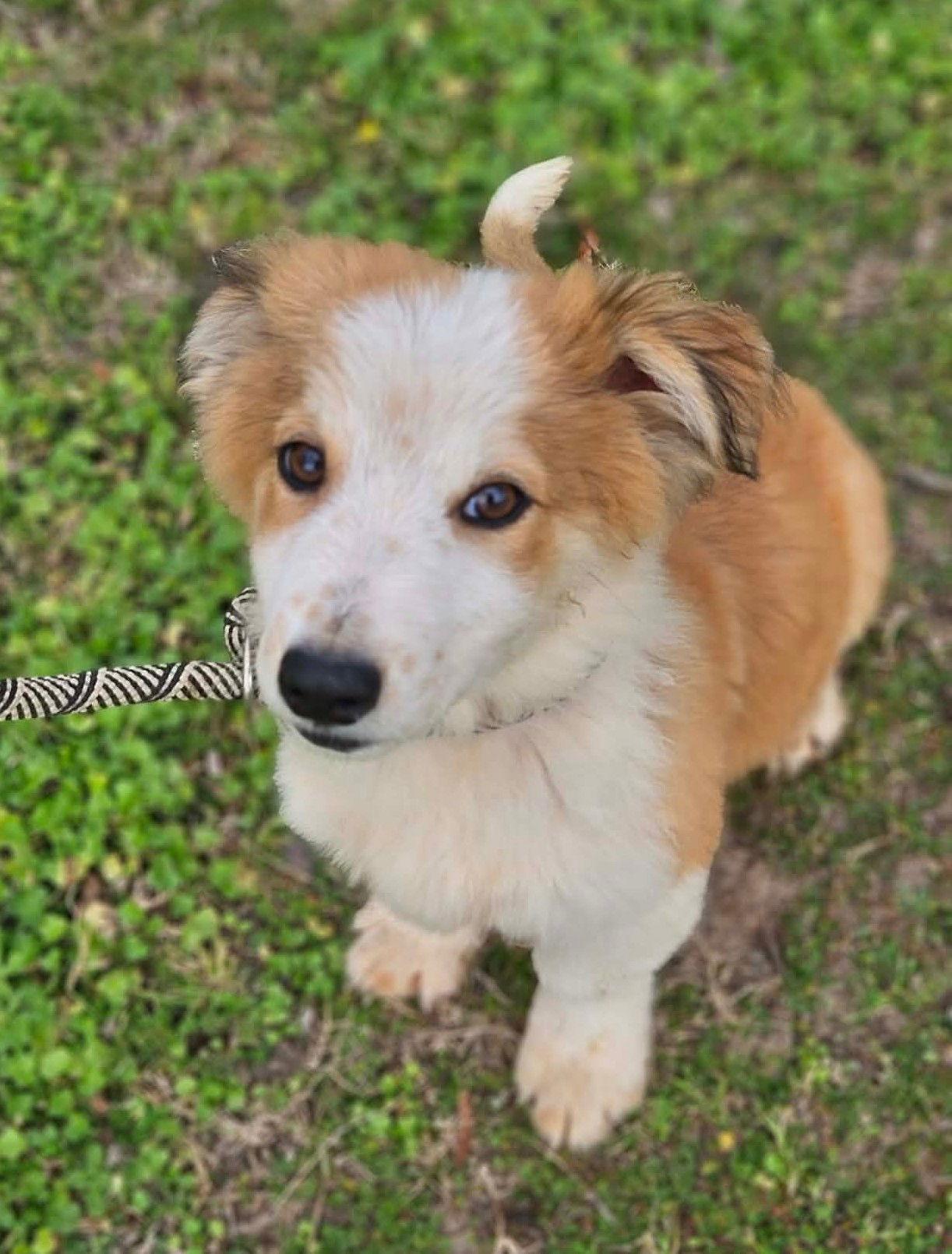 Ringo AuJax — thumbnail 2