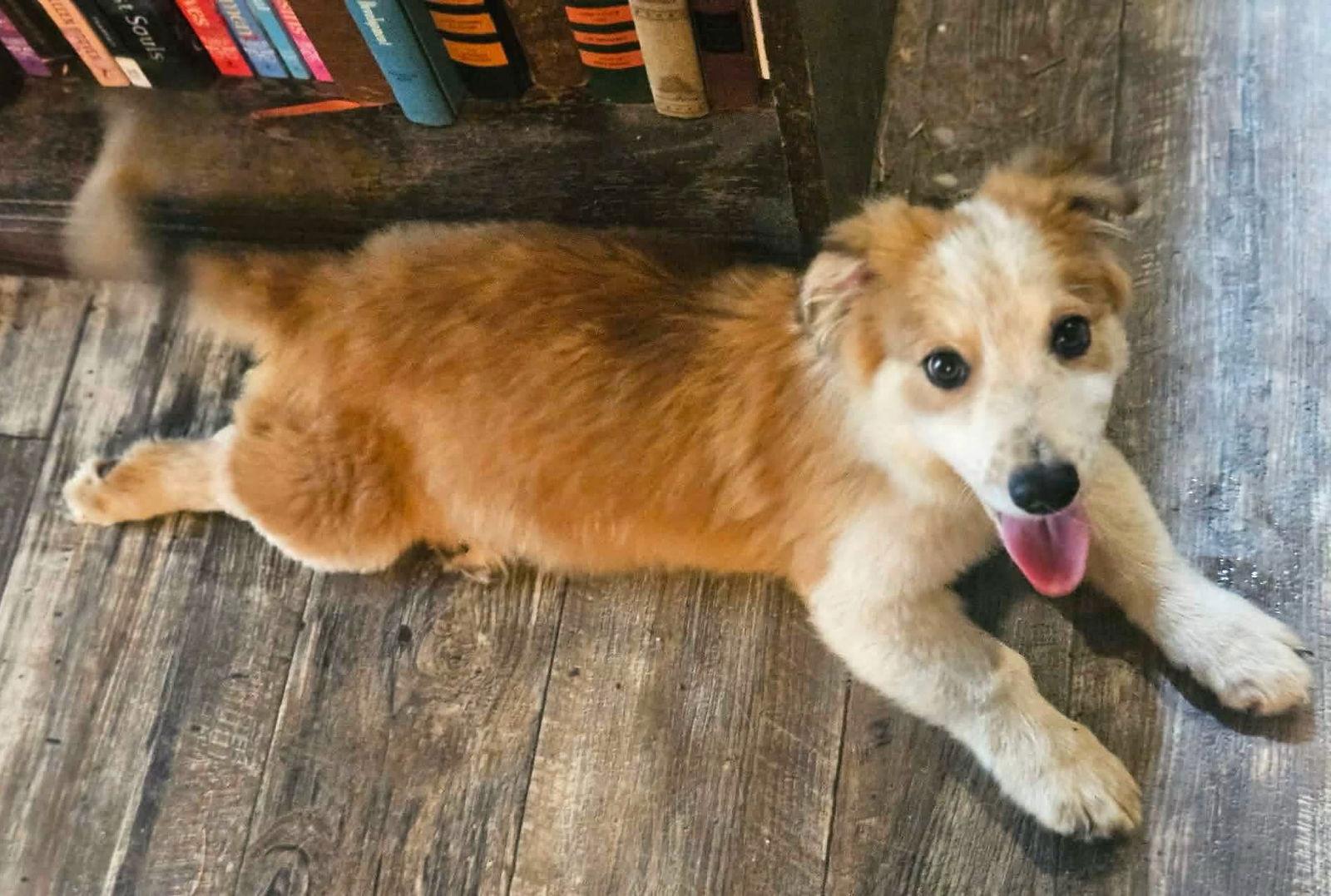 Ringo AuJax — thumbnail 3