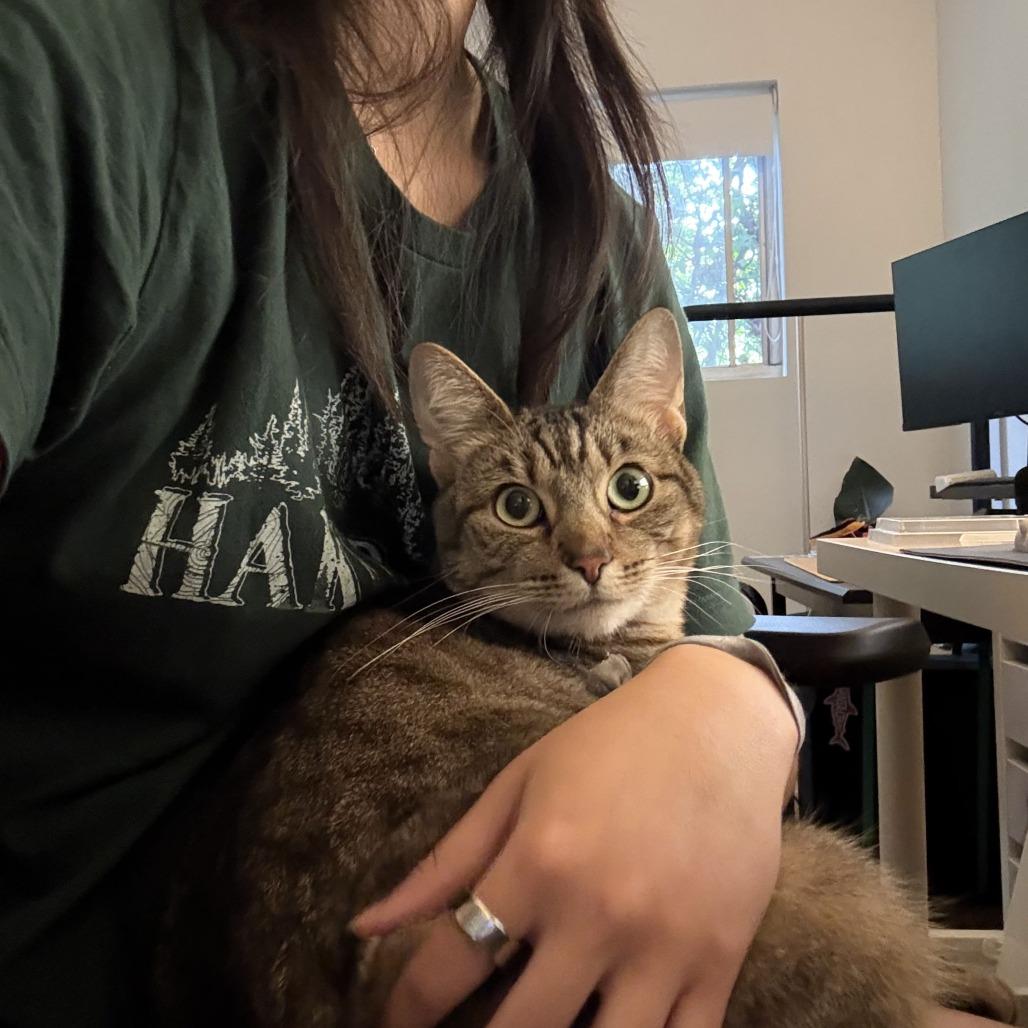 Enlarge Koko, a Adoptable Domestic Short Hair in Los Angeles, CA image 1/6