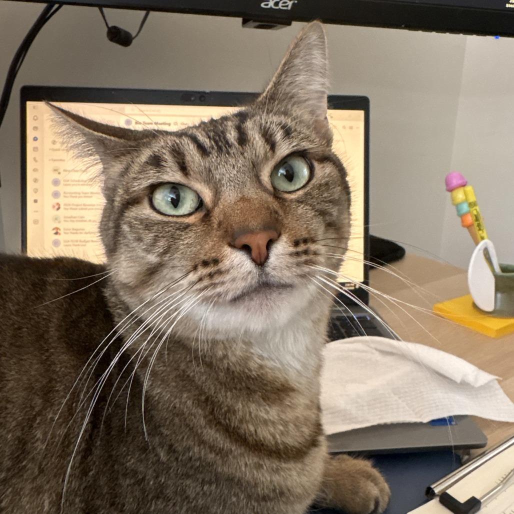 Enlarge Koko, a Adoptable Domestic Short Hair in Los Angeles, CA image 2/6