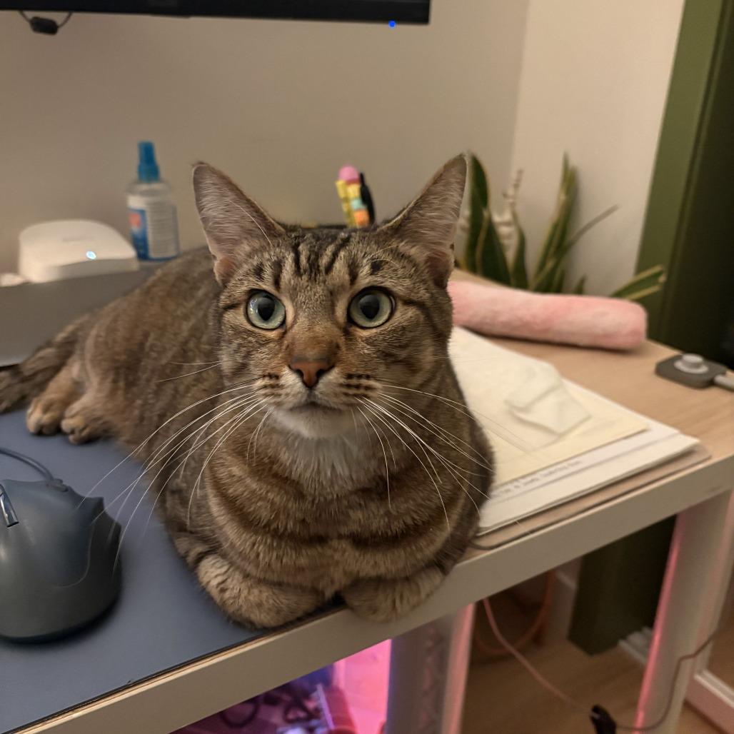 Enlarge Koko, a Adoptable Domestic Short Hair in Los Angeles, CA image 3/6